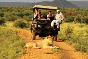 Madikwe  Hills Lion Safari