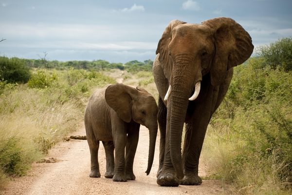 Elephants Madikwe South Africa Elephants Madikwe South Africa
