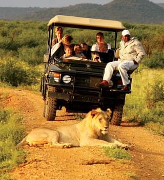 Madikwe  Hills Lion Safari