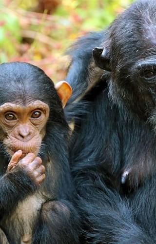 Kungwe Beach Lodge Chimpanzee