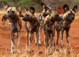 Madikwe  Game  Reserve Home Of The  African Wild Dog
