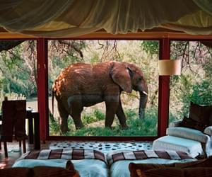 Sanctuary Makanyane Safari Lodge Elephant