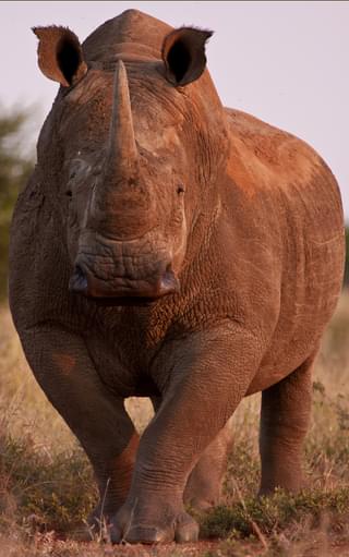 Sanctuary Makanyane White Rhino