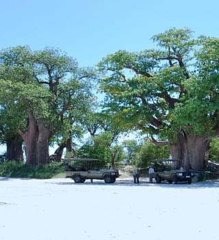 Nxai Pan Camp Baines Baobab