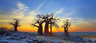 Makgadikgadi National Park, Botswana. Baobabs at sunset.