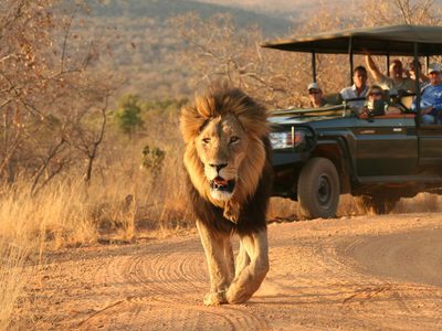 Makweti Black Mane Lion