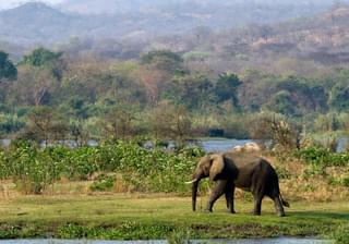 Malawi Wildlife Conservation