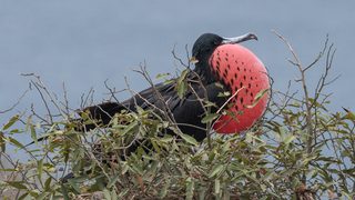 Male frigate bird