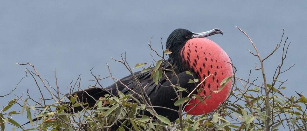 Male frigate bird