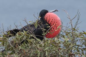 Male frigate bird