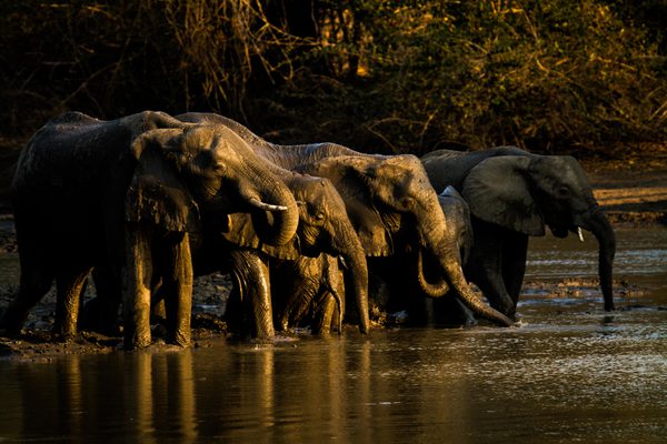 Elephants drinking from Kanga Pan Elephants drinking from Kanga Pan