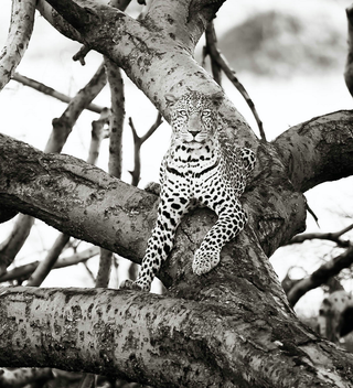 Mara Leopard Mara Leopard