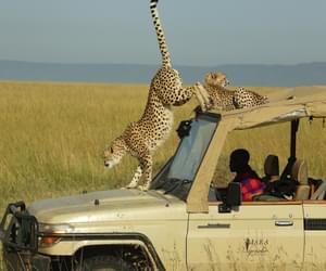 Mara Ngenche Cheetah On Game Vehicle
