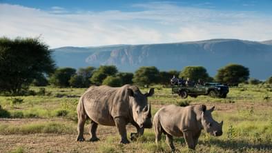 Marataba Rhino Safari