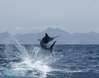 Marlin Fishing Sao Tome