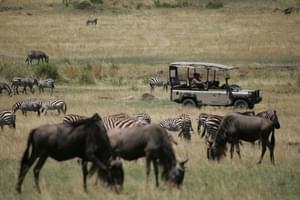 Saruni  Mara  Great  Migration