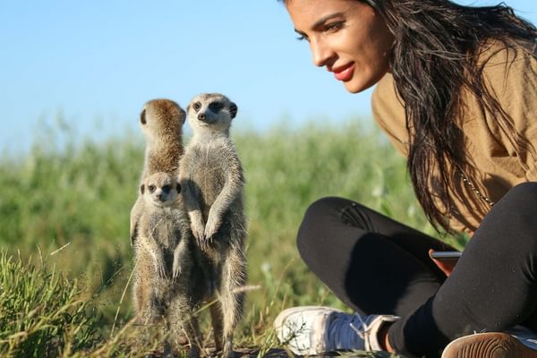 Meerkat Botswana Meerkat Botswana