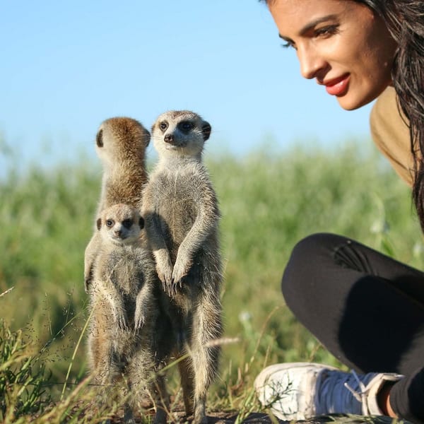 Meerkat Botswana