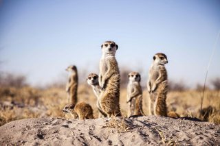 Meerkats 11 Meerkats 11