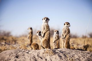 Meerkats 11