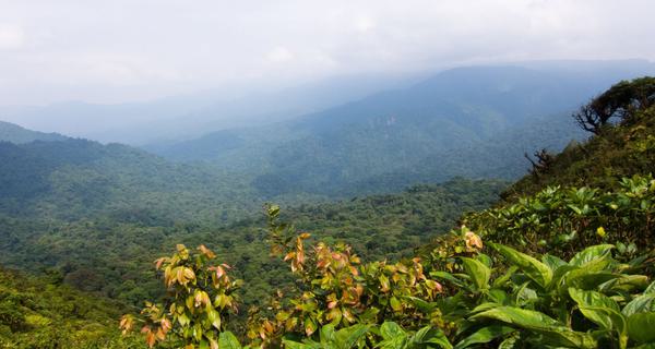 Monteverde Cloud Forest Costa Rica Canva Pro