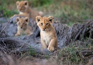 Moremi Lion Cubs