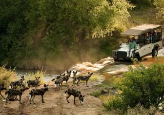 Morukuru Owners House Wild Dog Safari