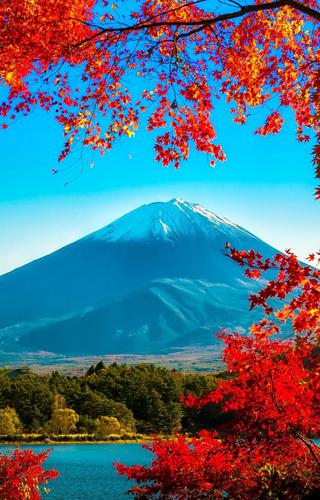 Fuji san autumn leaves framing Mt Fuji Japan no white border