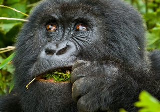 Mountain  Gorilla  View  Lodge Gorilla Mountain  Gorilla  View  Lodge Gorilla