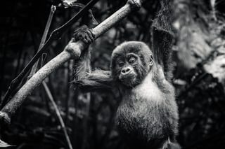 Mountian Gorilla Trekking Rwanda Uganda Mountian Gorilla Trekking Rwanda Uganda
