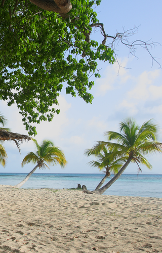 Mustique Island Galliceaux Bay St Vincent and The Grenadines canva pro