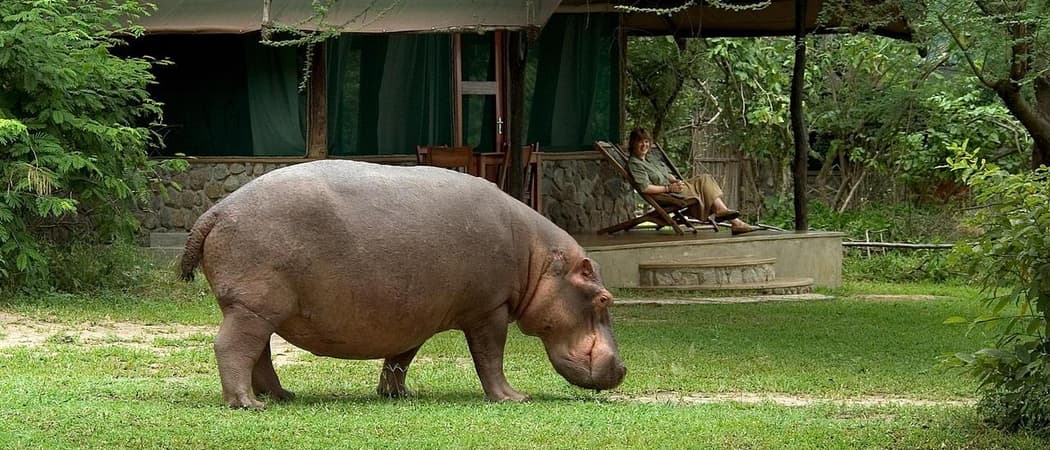 Mvuu Camp Hippo At Camp