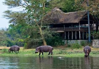 Mvuu  Lodge Resident Hippo