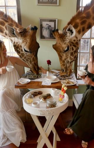 Giraffe Manor Dining