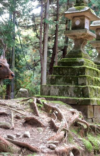 Deer temple Nara Japan min