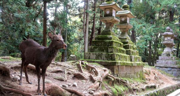 Deer temple Nara Japan min