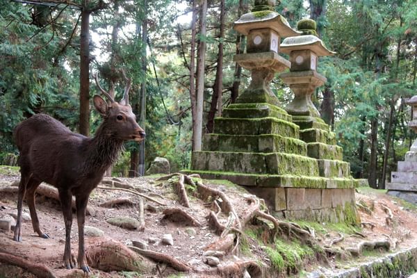 Deer temple Nara Japan min Deer temple Nara Japan min