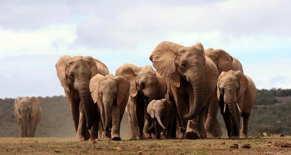 Niassa Elephants