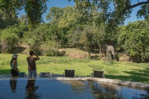 Nkwali  Camp  Pool  Elephant
