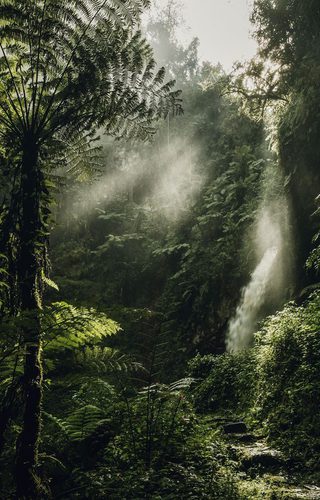 Nyungwe Forest Visit Rwanda