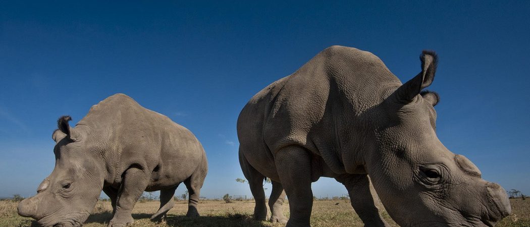 Olpejeta Two Rhinos Kenya Safari1