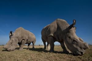Olpejeta Two Rhinos Kenya Safari1