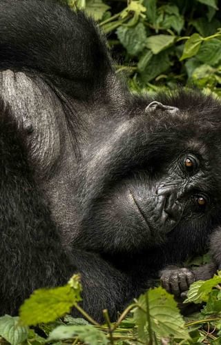 One And Only Nyungwe House Gorillas Nest Copy