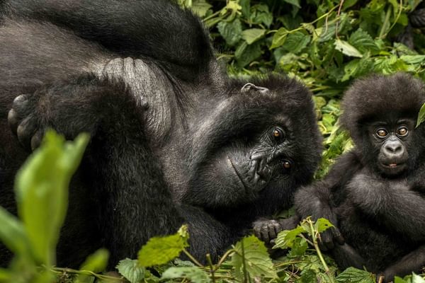 One And Only Nyungwe House Gorillas Nest Copy One And Only Nyungwe House Gorillas Nest Copy
