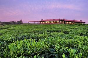 One And Only Nyungwe House Tea Plantation