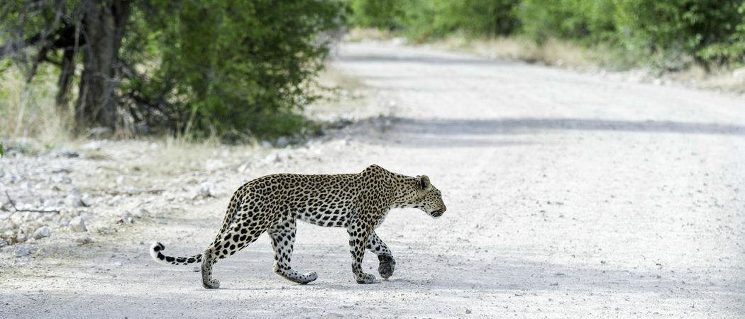 Leopard, Onguma, Namibia