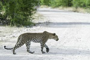 Leopard, Onguma, Namibia