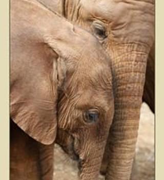 Orphaned Elephants - Sheldrick Trust