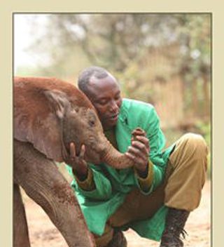 Elephant and keeper - Sheldrick Trust