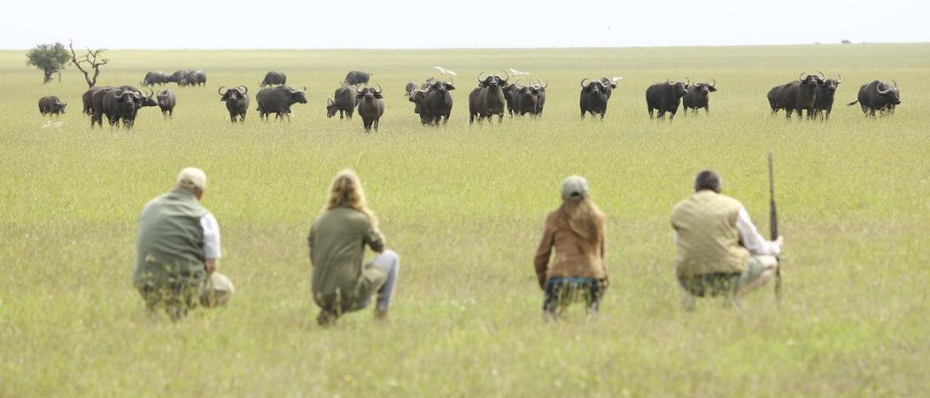 Opbc Walking Safari Wildebeest